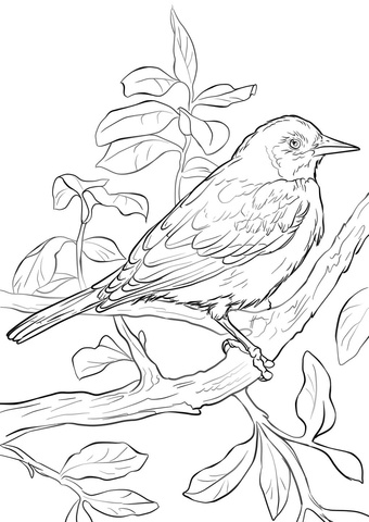 Baltimore Oriole Coloring Page